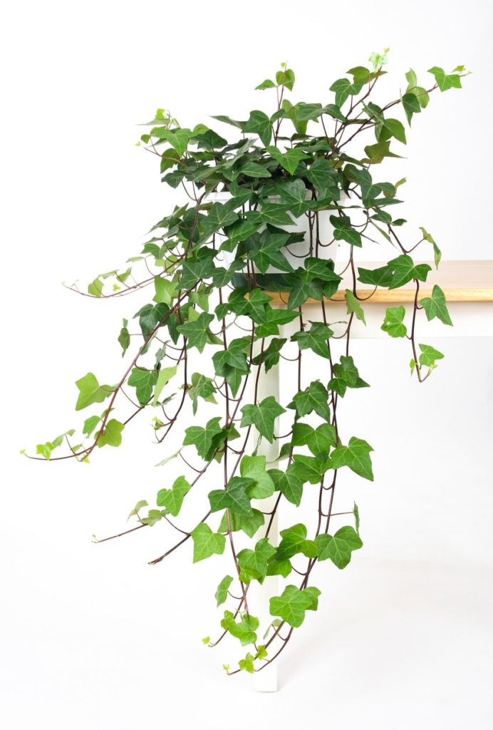 Lierre Pot Plante Suspendue