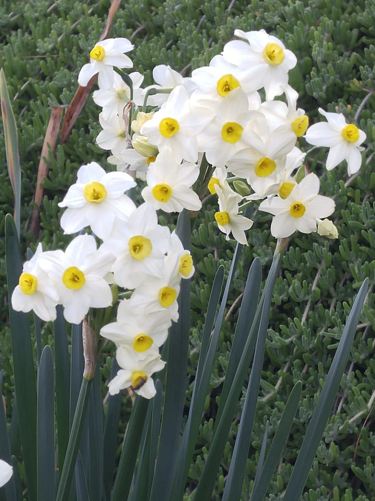 Nouveau Jardinage AnnÉe, Les OpportunitÉs Et Les TÂches
